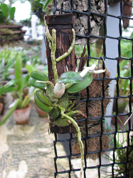 Фото орхидеи Sophronitis cernua var. mineira