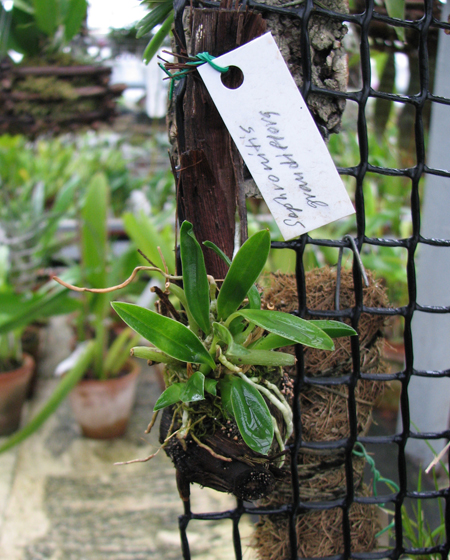 Орхидея Sophronitis grandiflora.jpg