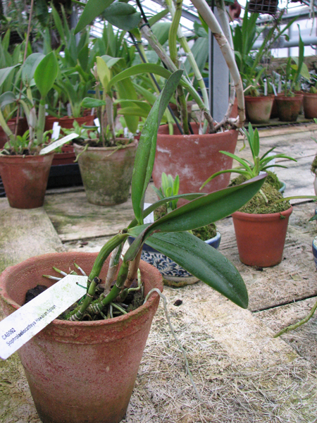 Фото орхидеи Sophrolaeliocattleya Hawaiian Splash