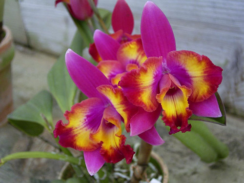 Цветение орхидеи Sophrolaeliocattleya Hawaiian Splash