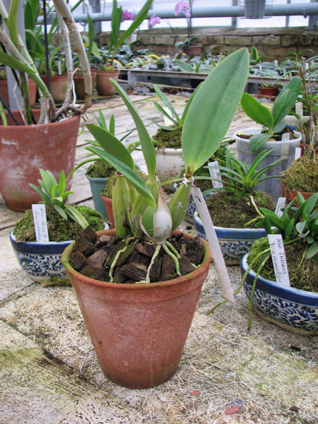 Орхидея Laelia anceps Guerrero x Laelia sincorana