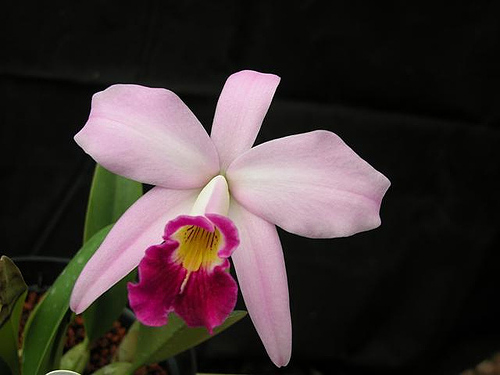 Цветение орхидеи Laelia anceps Guerrero x Laelia sincorana