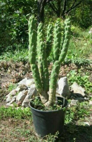 Austocylindropuntia subulata