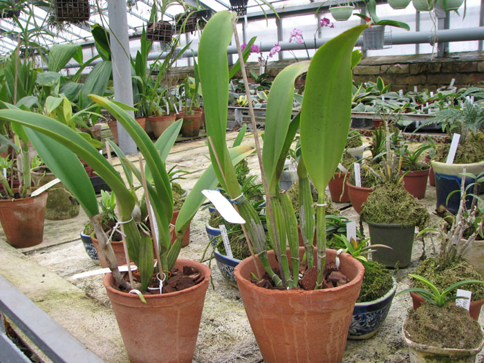 Фото орхидеи Brassolaeliocattleya Memoria Tiang 'Pipob'
