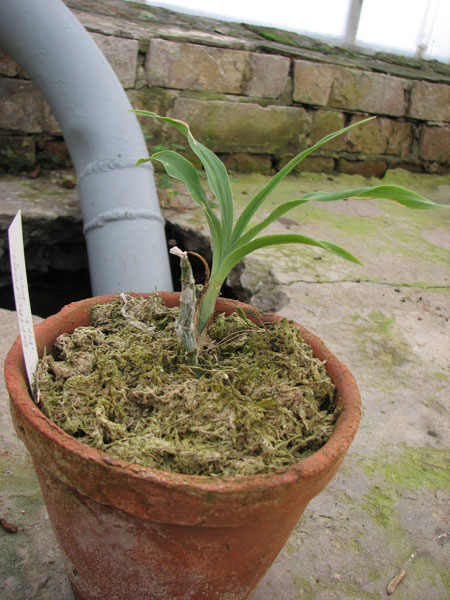 Фото орхидеи Cycnoches bathiorum 'Pink Dove