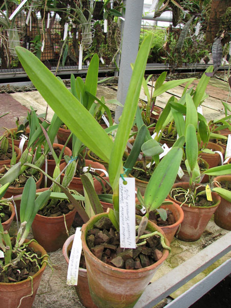Фото орхидеи Laelia tenebrosa vinicolor 'Eduardo' x Laelia tenebrosa 'Fumacina Fujita