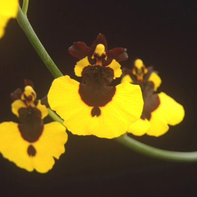 Фото орхидеи Oncidium varicosum 'Bailarina Mulata'