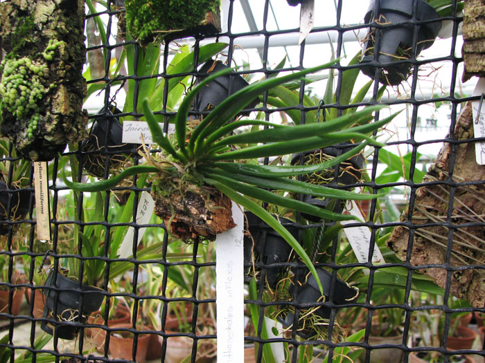 Фото орхидеи Ornithocephalus inflexus