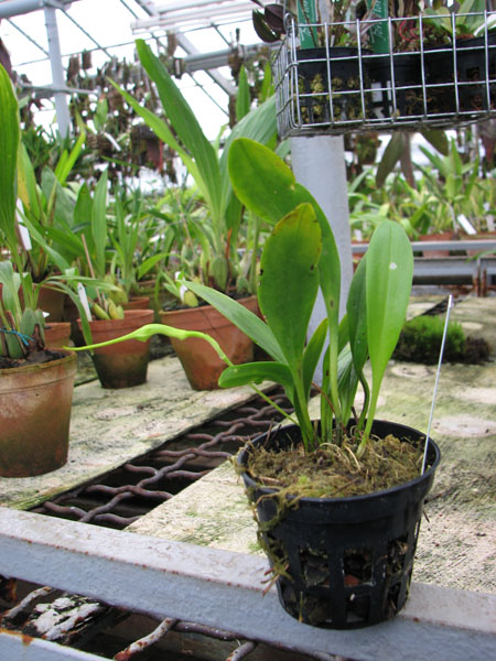 Фото орхидеи Masdevallia constricta