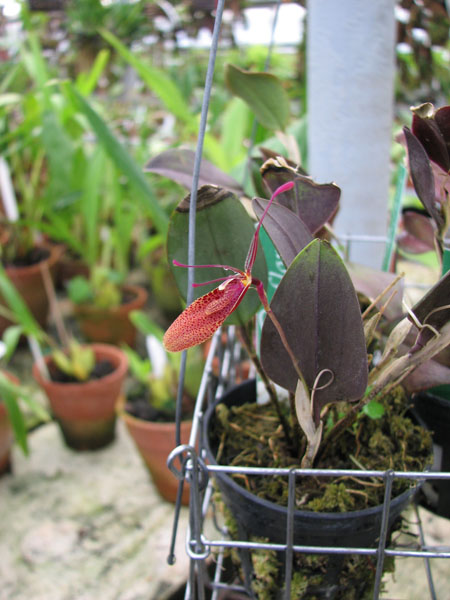 Фото орхидеи Restrepia antennifera