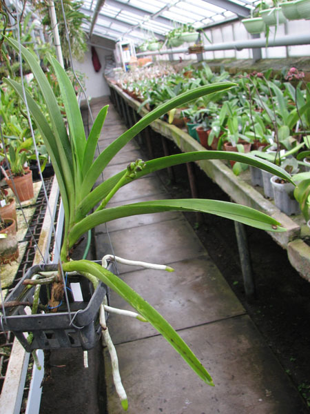 Фото орхидеи Ascocenda Ken Kone