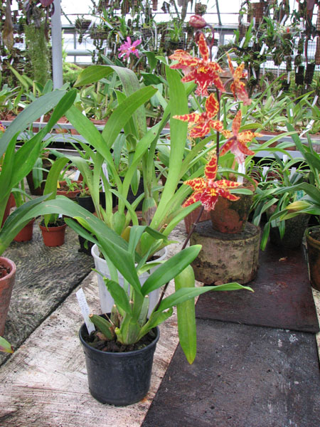 Фото орхидеи Odontioda Stirbic