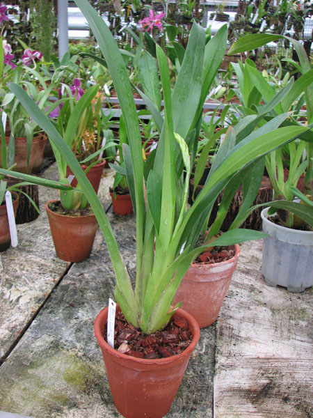 Фото орхидеи Ada Bridget Beattie