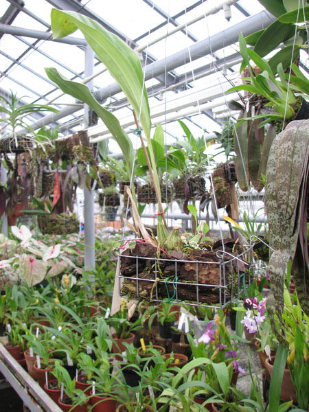 Фото орхидеи Stanhopea nigripes