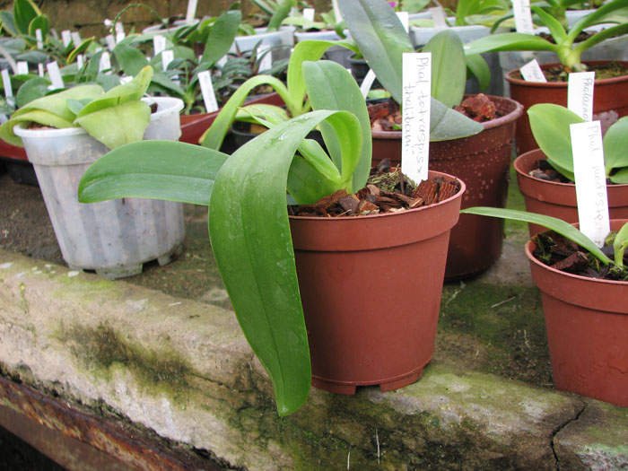 Фото орхидеи Phalaenopsis tetraspis x thalebanii