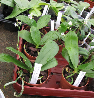 Фото орхидеи Kingidium decumbens