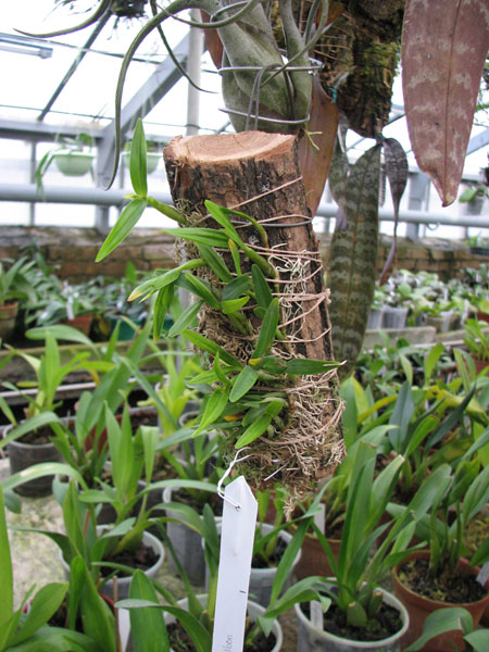 Фото орхидеи Dinema polybulbon