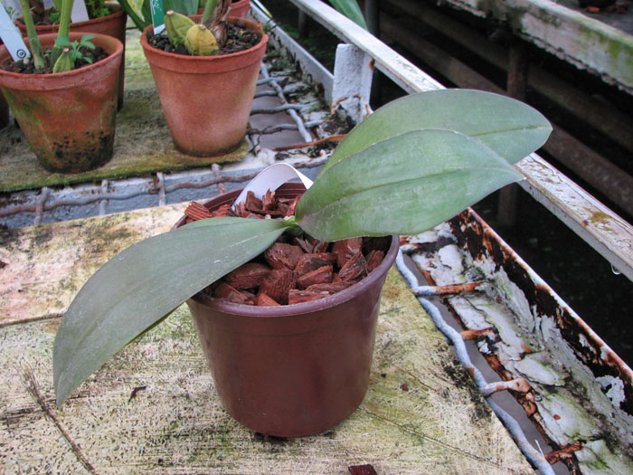 Фото орхидеи Phalaenopsis Mini Mark 'Maria Teresa'