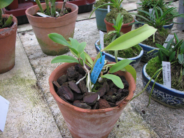 Фото орхидеи Laeliocattleya Cariad's Mini-Quinee 'Angel Kiss'