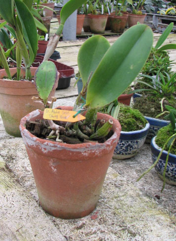 Фото орхидеи Laeliocattleya Aloha Case 'Ching Hua'