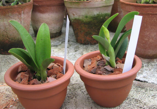 Фото орхидеи Laelia alaorii x praestans