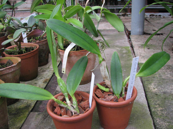 Фото орхидеи Laeliocattleya Gaskell - Pumila 'Azure Star'