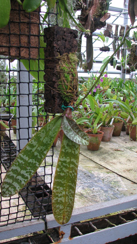 Орхидея Phalaenopsis stuartiana.jpg