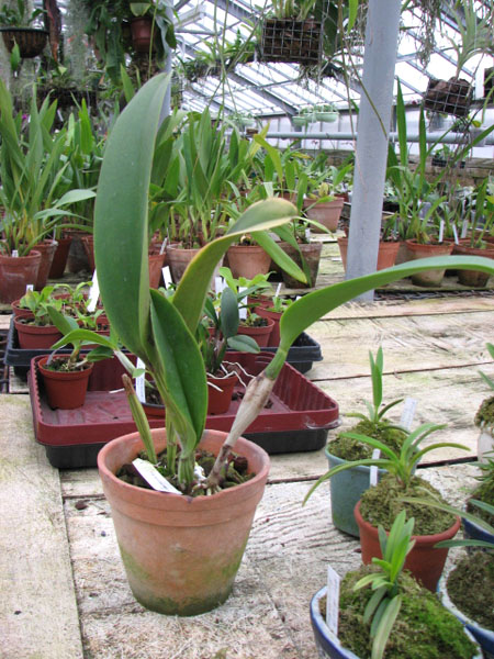 Фото орхидеи Laeliocattleya Chyong Guu Swan 'Ruby Lip'