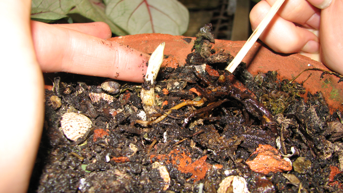 Две точки роста Cypripedium japonicum