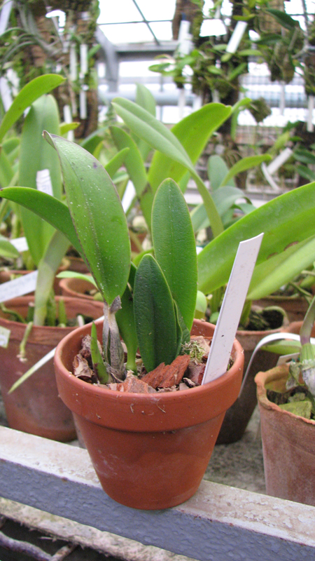 Фото орхидеи Laelia alaorii x praestans