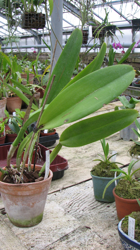 Фото орхидеи Rhyncholaeliocattleya Li Cheng Mary 'Pearl'