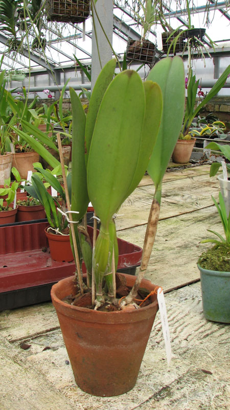 Фото орхидеи Brassolaeliocattleya Tubtim Siam