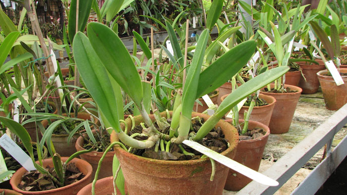 Фото орхидеи Rhyncholaelia glauca