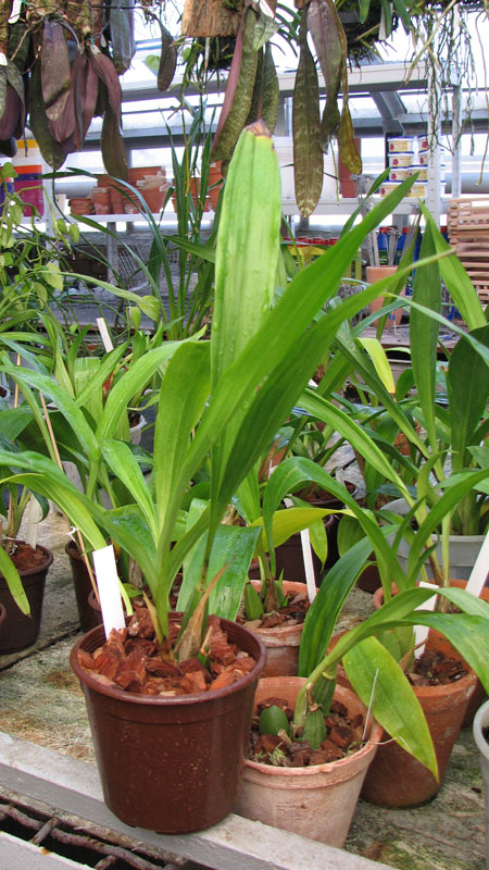 Фото орхидеи Zygopetalum 'Rhein Blue Angel'