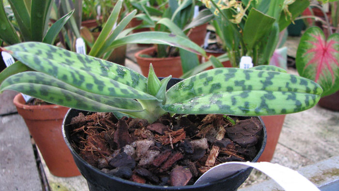 Фото орхидеи Paphiopedilum sukhakulii × sib с бутоном