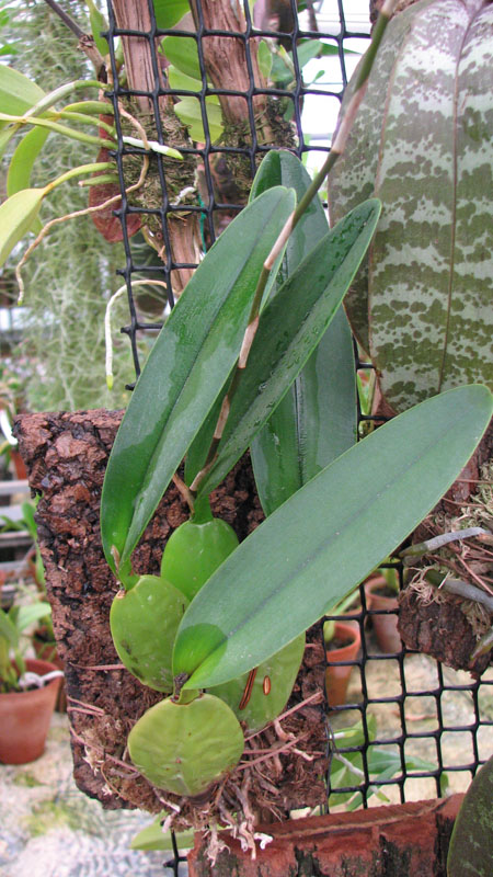 Фото орхидеи Laelia rubescens с цветоносом