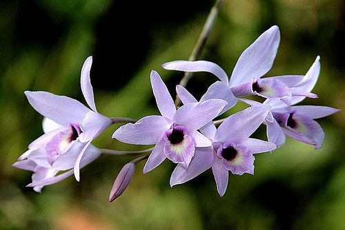 Цветение орхидеи Laelia rubescens