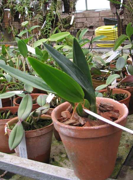 Орхидея Laelia anceps guerrero x Laelia rubescens фото.jpg