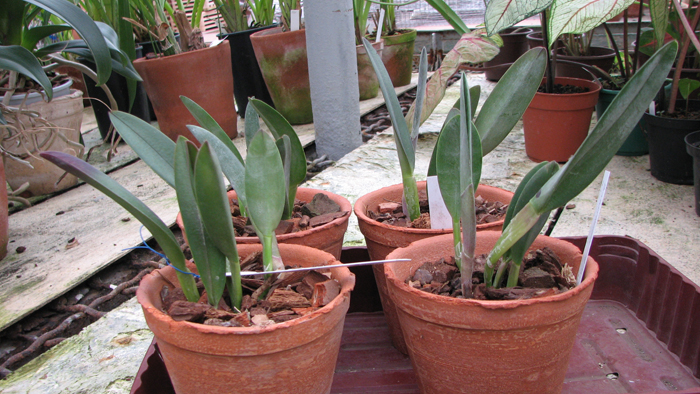 Фото орхидеи Rhyncholaelia Aristocrat (Rhyncholaelia glauca x Rhyncholaelia digbyana)