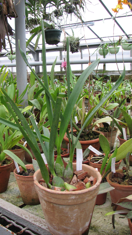 Фото орхидеи Encyclia adenocaula