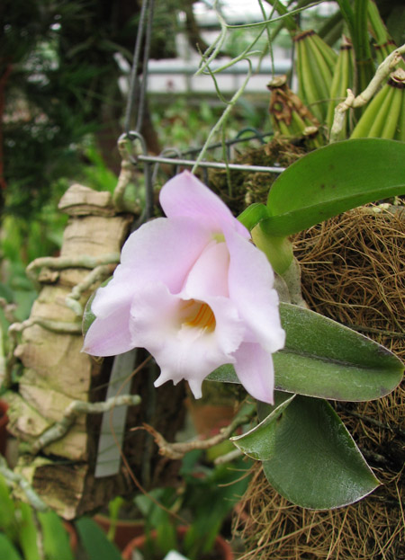 Цветение орхидеи Laelia alaori 'Escura' в орхидейной теплице на Тираспольской 43
