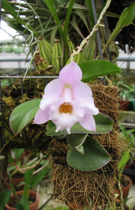 Миниатюрная орхидея Laelia alaori 'Escura'