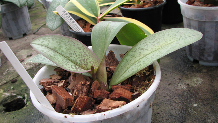 Фото орхидеи Phalaenopsis hybrid splash