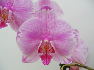 Цветение орхидеи Phalaenopsis hybrid splash