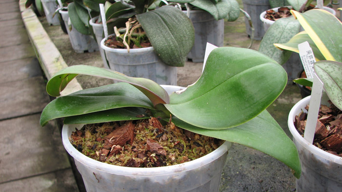 Фото орхидеи Phalaenopsis hybrid миниатюрный белый