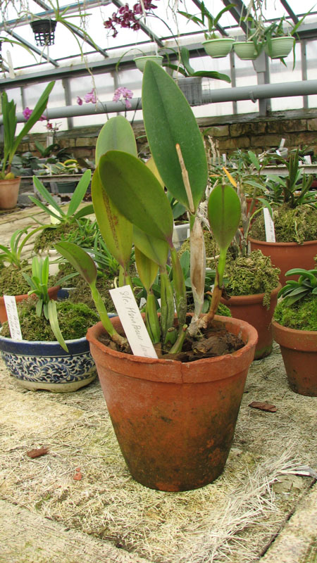 Фото орхидеи Sophrolaeliocattleya Hsin Buu Lady 'Red Beauty'