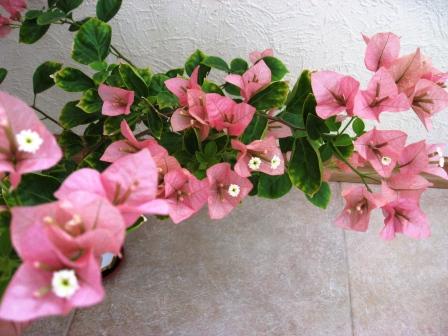 IMG_6881.jpg