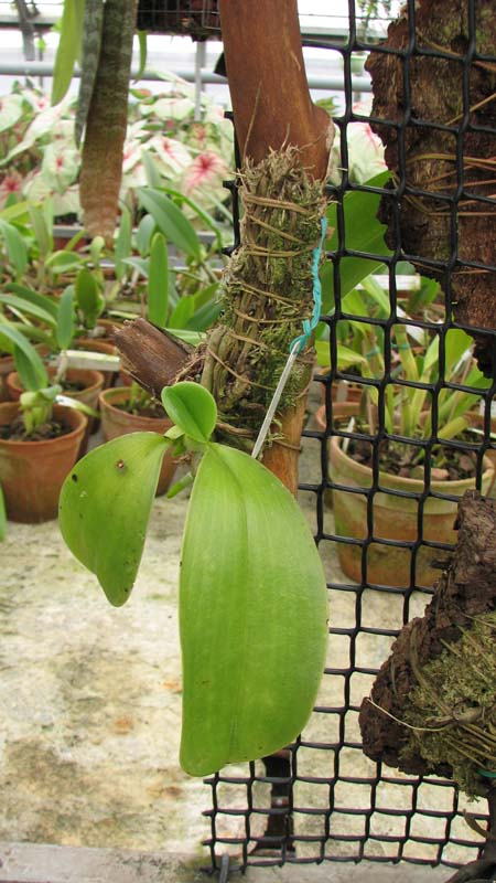 Фото орхидеи Phalaenopsis pulchra