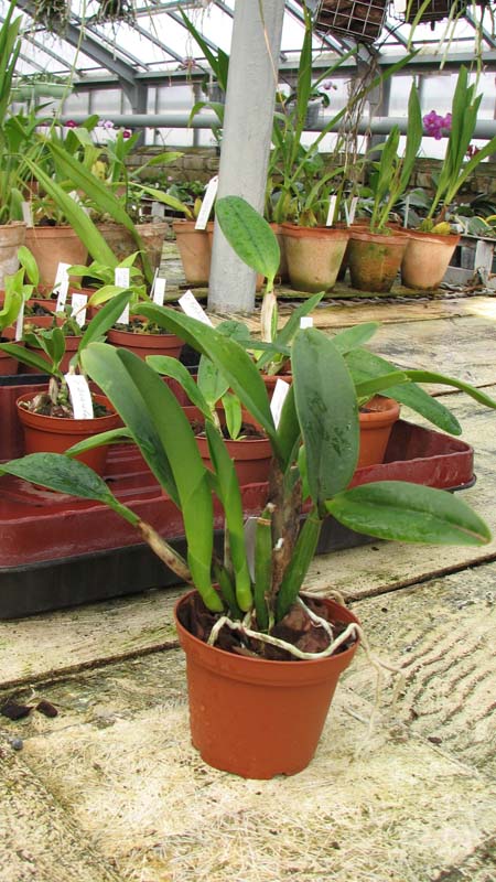Фото орхидеи Sophrolaeliocattleya Wendy's Valentine 'June'