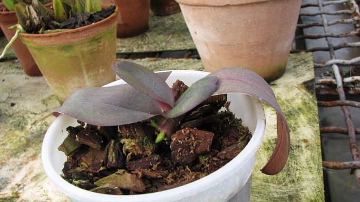 Фото орхидеи Phalaenopsis Mini Dog с цветоносом 2 см.